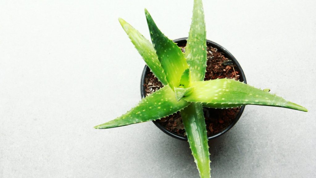 Aloe vera plant with fleshy, spiky leaves.