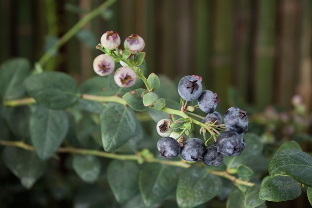 Blueberries garden