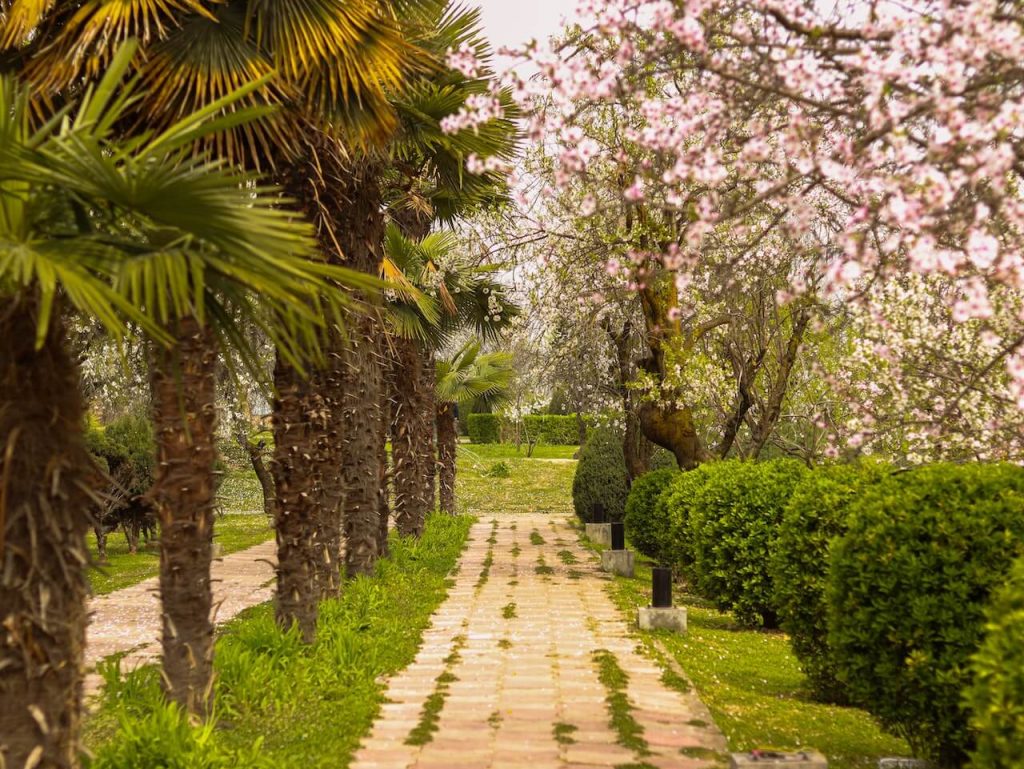 A picturesque pathway adorned with tall palm trees on one side and meticulously shaped bushes on the other. 