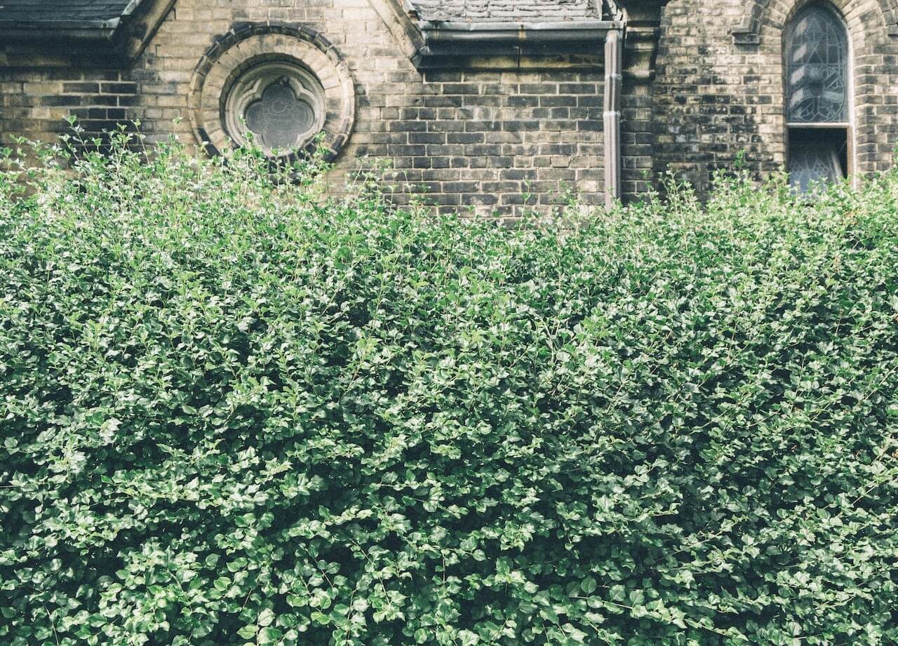 An untidy and overgrown bush stands in front of a house, showing signs of neglect.