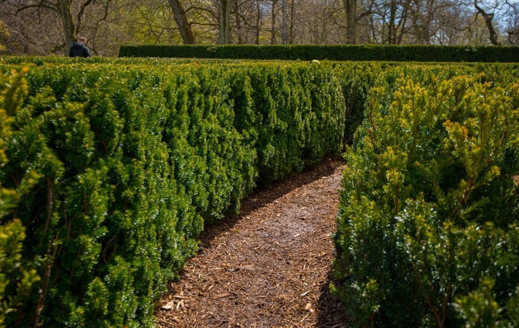 A section of a beautifully crafted bush labyrinth, with meticulously trimmed bushes forming a winding path. 