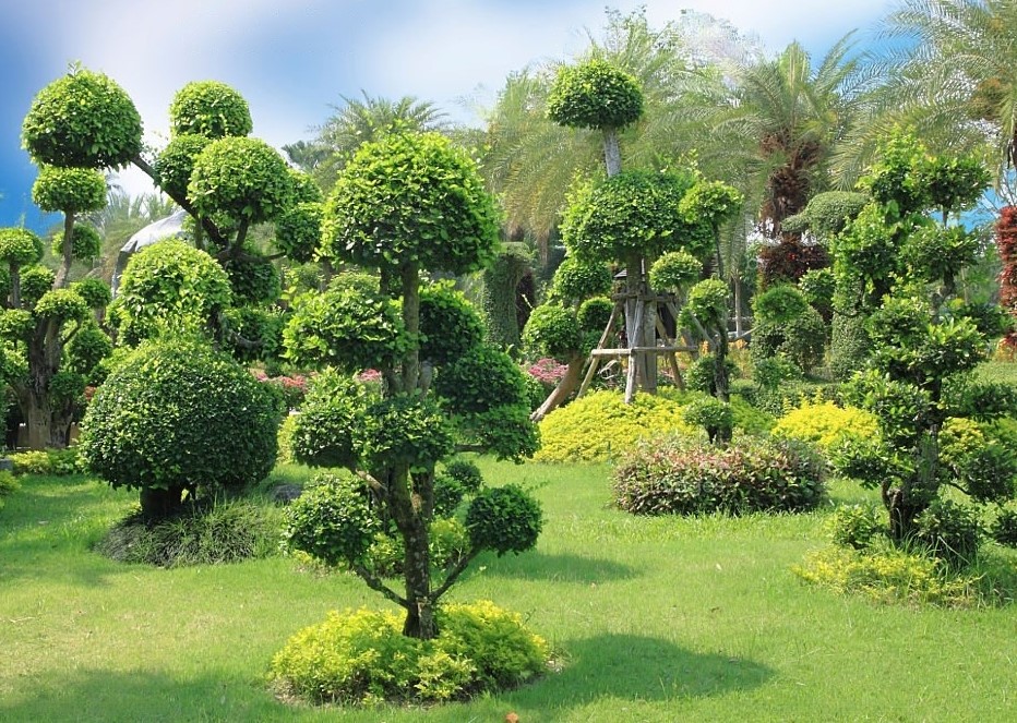 A meticulously maintained garden featuring a variety of trees that have been carefully shaped and nurtured.