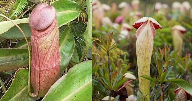 penis plant found in Cambodia