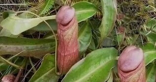 Penis plants are an interesting choice for your garden