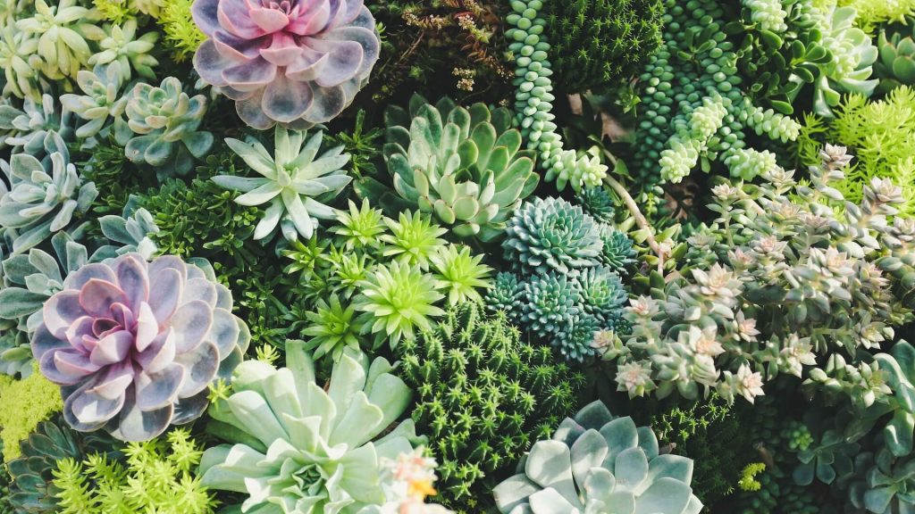 Assortment of colorful succulents.
