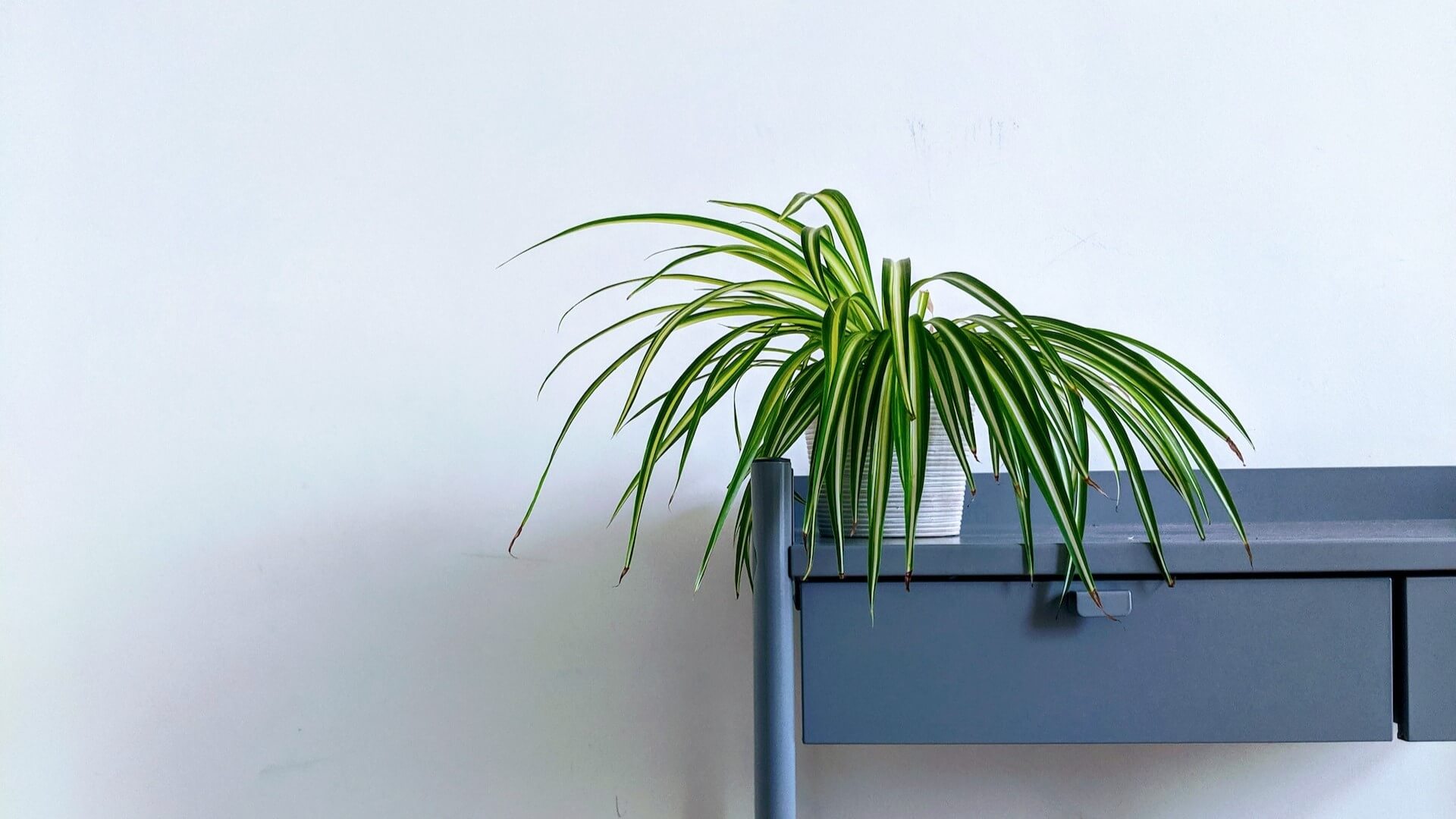 Spider plant with long, arching foliage.